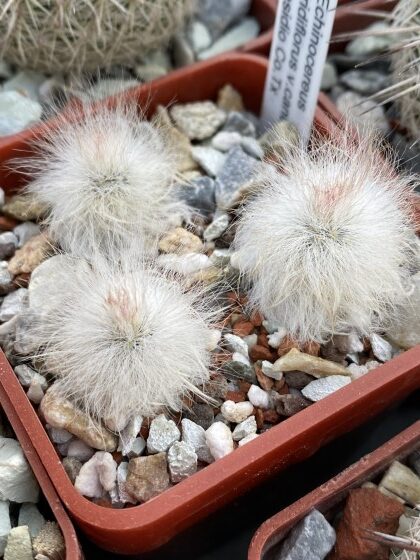 Echcviridiflorus vcanus 2 Mal