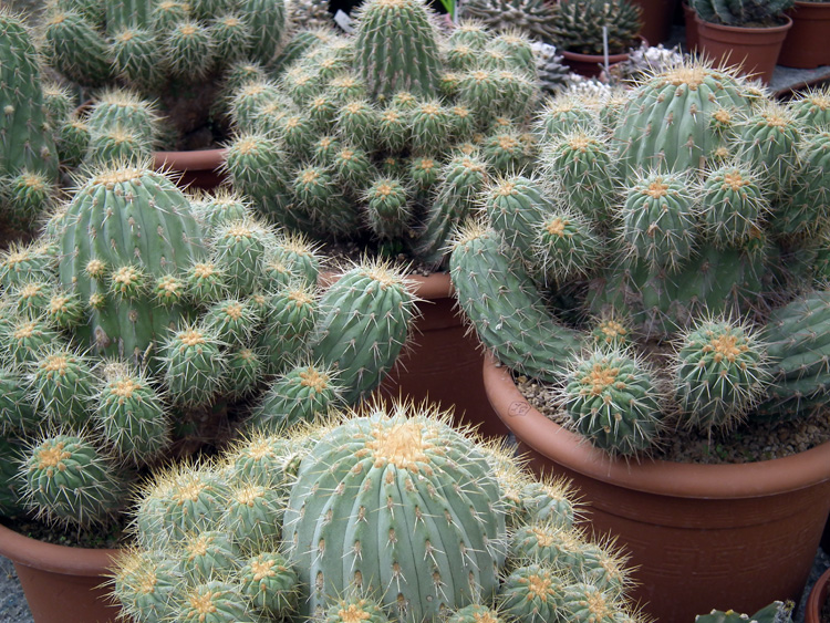 u20 sku copiapoa