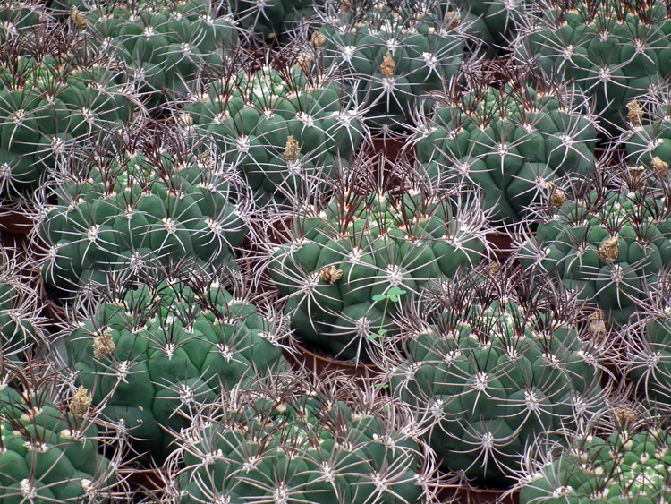 u20 sku gym