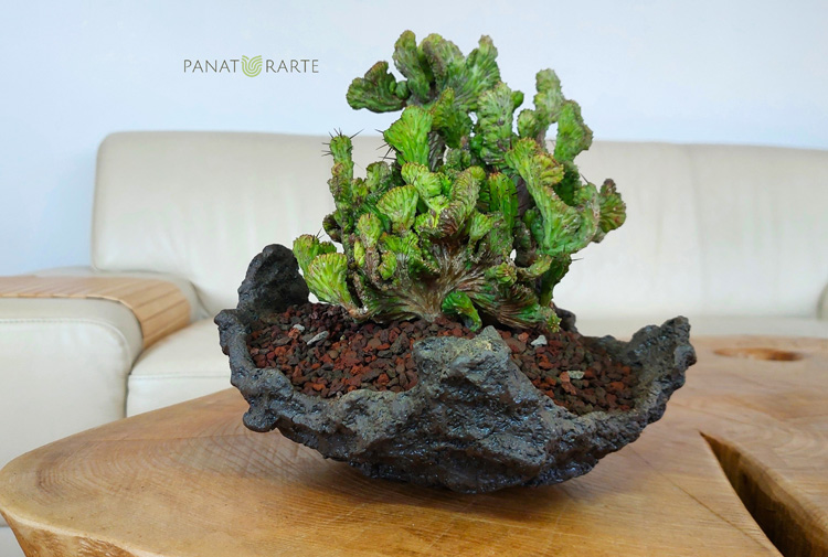 uEuphorbia enoplaCristataIG