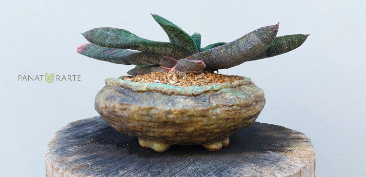 uGasteria batesiana