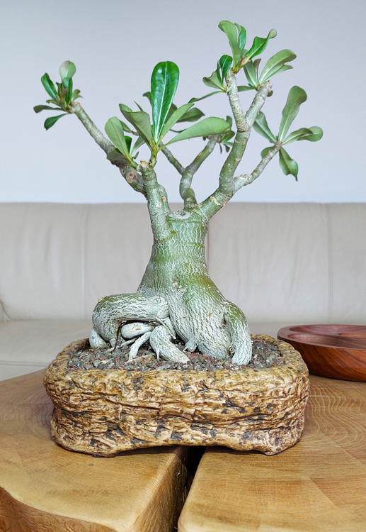 uAdenium obesum